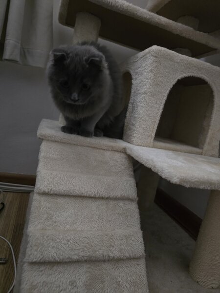 British Longhair Blue