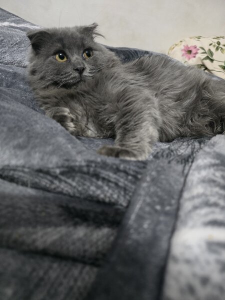 British Longhair Blue