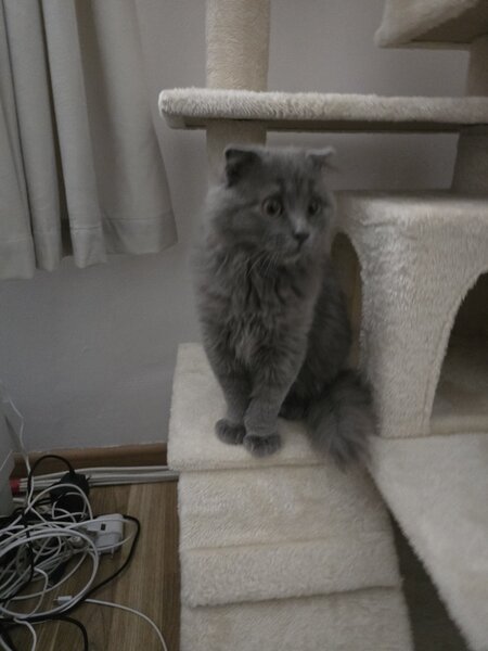 British Longhair Blue