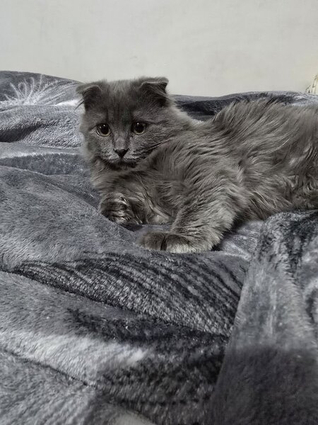 British Longhair Blue