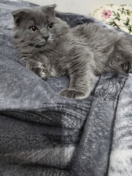 British Longhair Blue