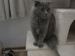 British Longhair Blue