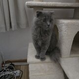 British Longhair Blue